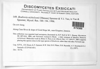 Boubovia nicholsonii image